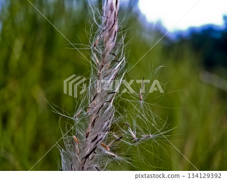 Close-up photo of cogongrass in the wild Cogongrass (Imperata cylindrica) is a type of grass with sharp leaves that often becomes a weed in agricultural land. Close-up photo of cogongrass in the wild Cogongrass (Imperata cylindrica) is a type of grass with sharp leaves that often becomes a weed in agricultural land. 134129392