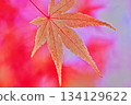 鮮紅的秋葉 134129622