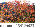 秋天的景色 134129623