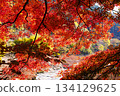 秋天的顏色沼澤 134129625