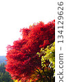 鮮紅的秋葉 134129626