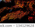 雪松森林秋葉 134129628