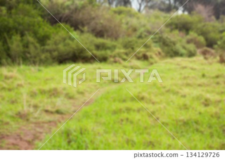 Defocused image of grassy landscape Defocused image of grassy landscape 134129726