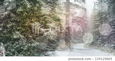 Defocused lights against snow covered trees Defocused lights against snow covered trees 134129805