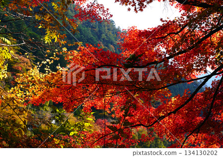 山谷裡的秋葉 134130202