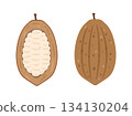 Illustration of cacao fruit, cacao pod and cacao pulp 134130204