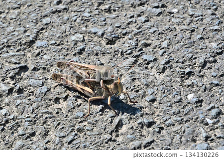 在稻田小路上發現的一隻遷徙蚱蜢 在稻田小路上發現的一隻遷徙蚱蜢 134130226