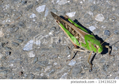 在稻田小路上發現的一隻遷徙蚱蜢 134130229