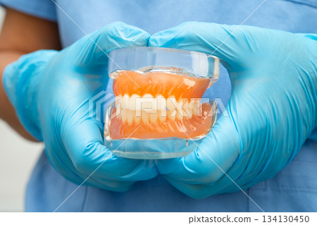 Asian dentist holding dental teeth model for learn about dentistry. 134130450