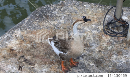 big goose live in lotus lake of kaohsiung big goose live in lotus lake of kaohsiung 134130469