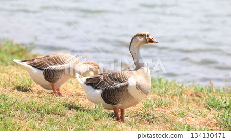 big goose live in lotus lake of kaohsiung 134130471