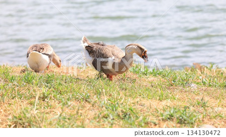 big goose live in lotus lake of kaohsiung 134130472