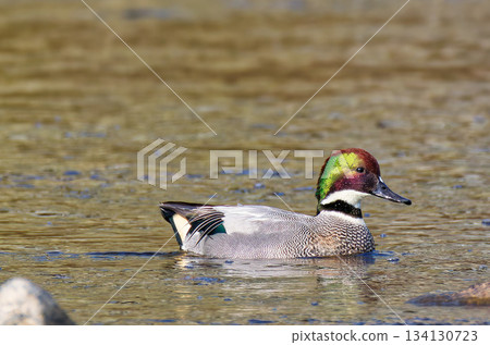 A male mallard swimming on the water surface 134130723