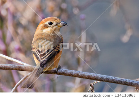 A female shrike turning around 134130965