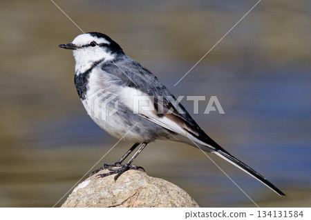 冬季河上的白鶺鴒 冬季河上的白鶺鴒 134131584