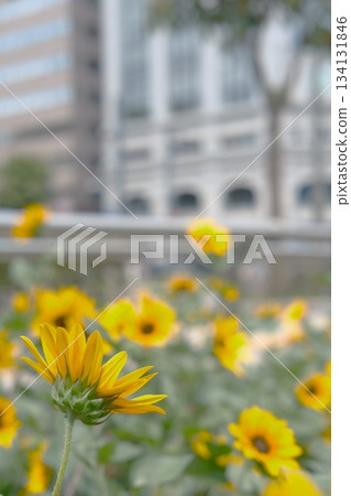 Vibrant sunflower fields in front of the building Vibrant sunflower fields in front of the building 134131846