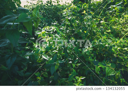 植物 植物學 植物的 134132055