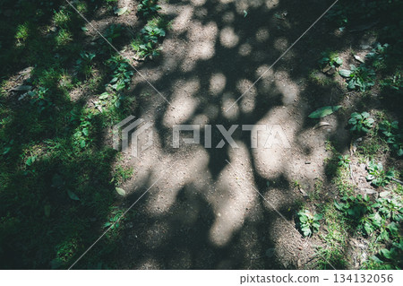 山路 林地路徑 森林 134132056