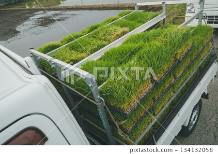 Seedling box container in a light truck 134132058