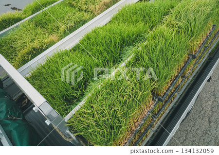 Seedling boxes loaded onto a light truck 134132059