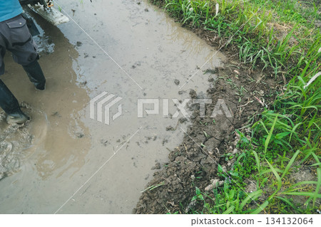 rice planting, paddy, rice transplanter 134132064