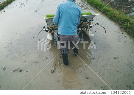 rice planting, gents, male 134132065