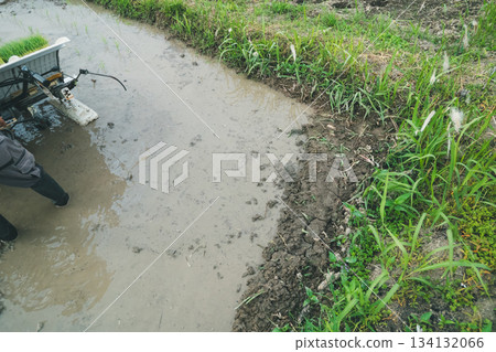 rice planting, paddy, rice transplanter 134132066