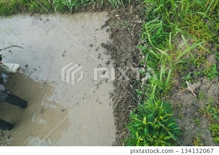 水稻種植 水稻 水稻插秧機 134132067