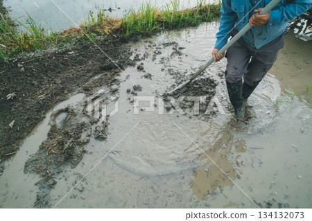 rice planting, paddy, rice crop 134132073