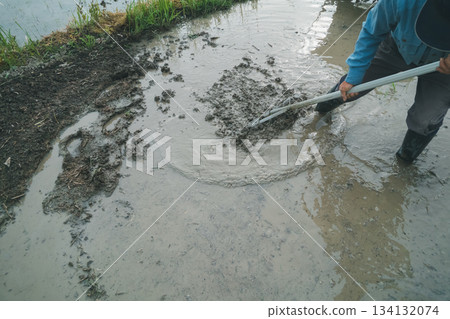 rice planting, paddy, rice crop 134132074
