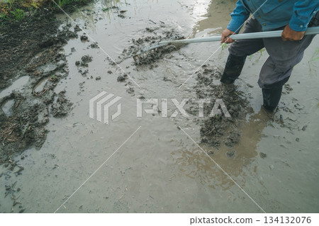 rice planting, paddy, rice crop 134132076