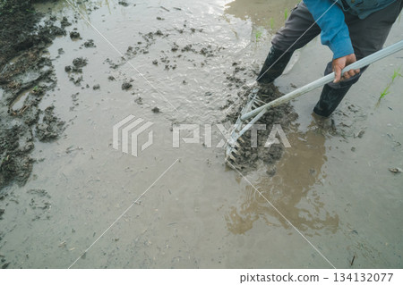 rice planting, paddy, rice crop 134132077