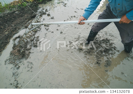 rice planting, paddy, rice crop 134132078