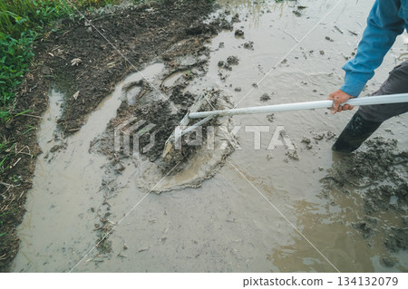 rice planting, paddy, rice crop 134132079