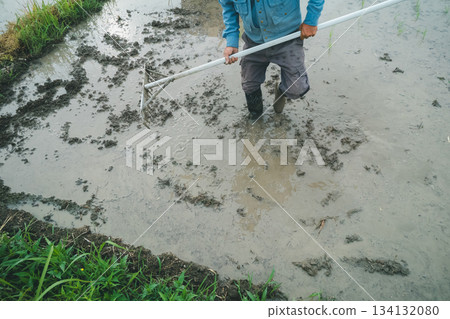 rice planting, paddy, rice crop 134132080