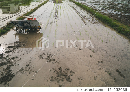 rice transplanter, paddy rice, paddy 134132086