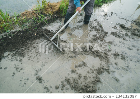 rice planting, paddy, rice crop 134132087