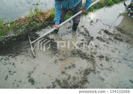 rice planting, paddy, rice crop 134132088