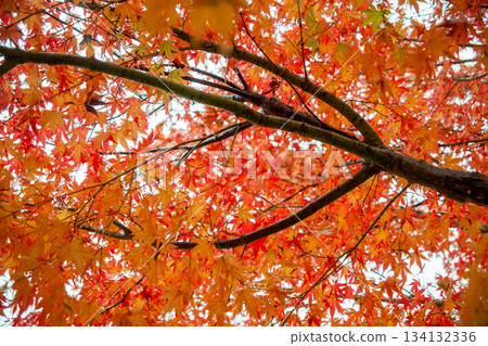 鮮紅的秋葉 鮮紅的秋葉 134132336