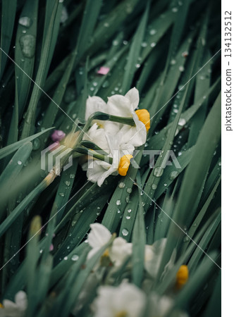 雨後飄落的水仙花 雨後飄落的水仙花 134132512