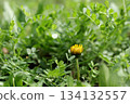 Dandelion blooming in the grass 134132557