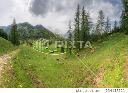 Alpine meadow with cows and rustic houses in Berchtesgaden National Park 134132621