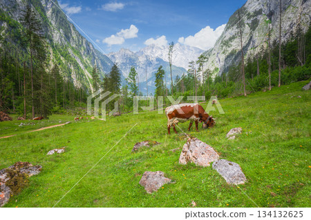 Alpine meadow with cows and rustic houses in Berchtesgaden National Park Alpine meadow with cows and rustic houses in Berchtesgaden National Park 134132625