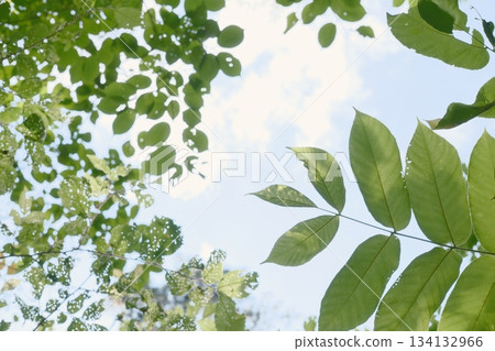 Dense leaves Dense leaves 134132966