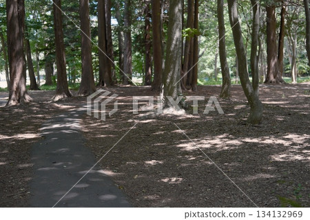 丸山公園的樹木 丸山公園的樹木 134132969