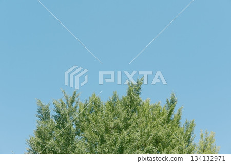 Dense leaves Dense leaves 134132971