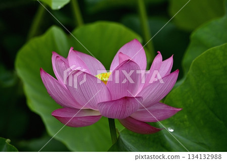 Ancient lotus flowers blooming in Gyoda City Ancient Lotus Park 134132988
