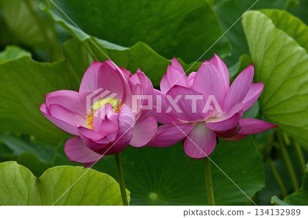 Ancient lotus flowers blooming in Gyoda City Ancient Lotus Park Ancient lotus flowers blooming in Gyoda City Ancient Lotus Park 134132989