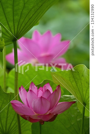 行田市古蓮花公園裡盛開著古老的蓮花 134132990