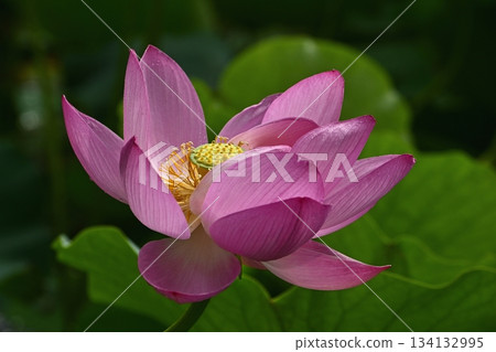 Ancient lotus flowers blooming in Gyoda City Ancient Lotus Park 134132995